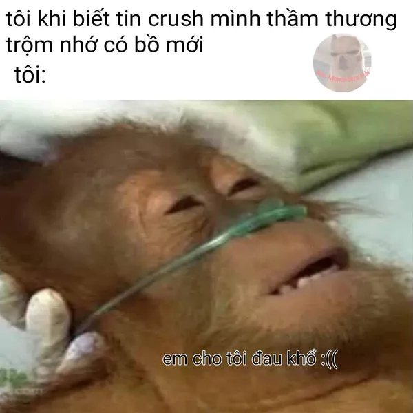 Ảnh chế meme hài hước 3