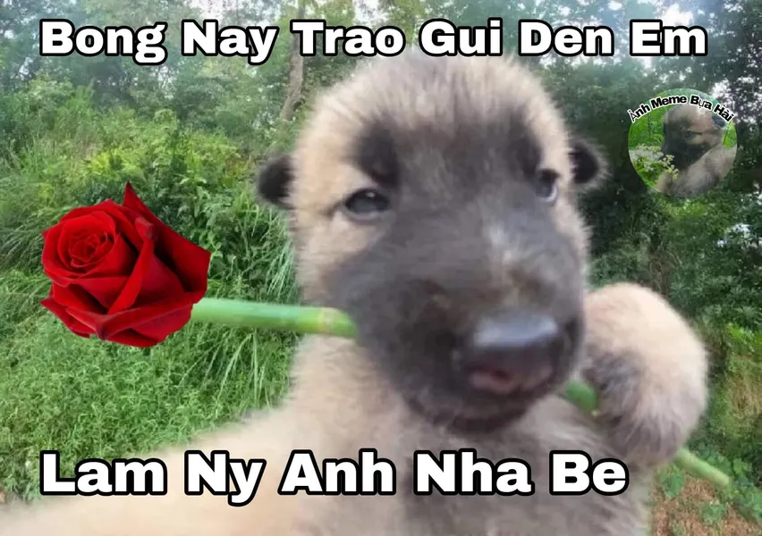 Ảnh chế meme hài hước 4