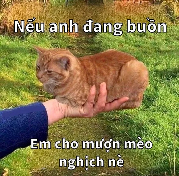 Ảnh chế meme hài hước 11