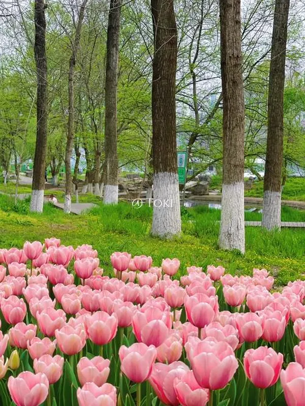 ảnh vườn hoa tulip 2