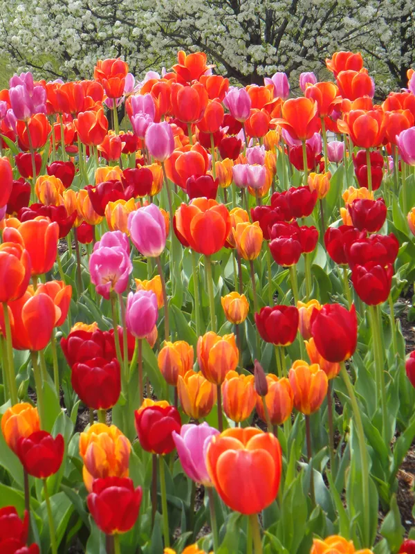 ảnh vườn hoa tulip 3