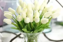 299+ Ảnh hoa tulip đầy màu sắc mê hoặc từ cái nhìn đầu tiên