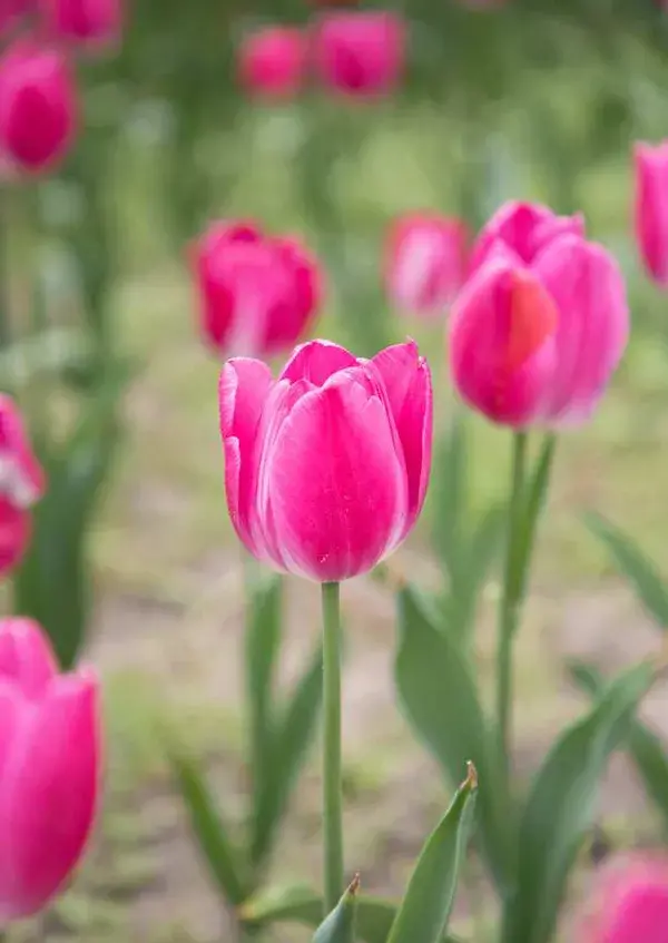 hình ảnh hoa tulip 2