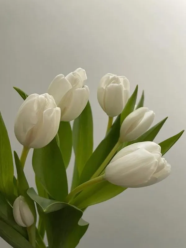 hình ảnh hoa tulip trắng