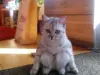 Bộ sưu tập ảnh mèo vô tri cute hài hước và đáng yêu khó cưỡng