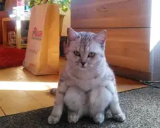 Bộ sưu tập ảnh mèo vô tri cute hài hước và đáng yêu khó cưỡng