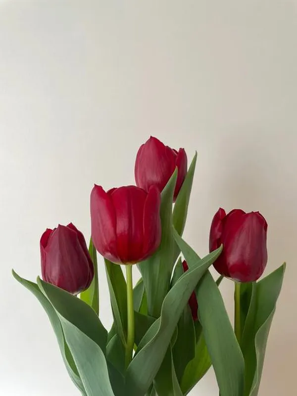 tải ảnh hoa tulip đẹp nhất 1