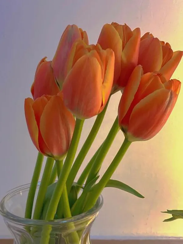 tải ảnh hoa tulip đẹp nhất 2