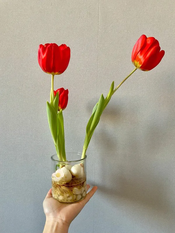 tải ảnh hoa tulip đẹp nhất 3