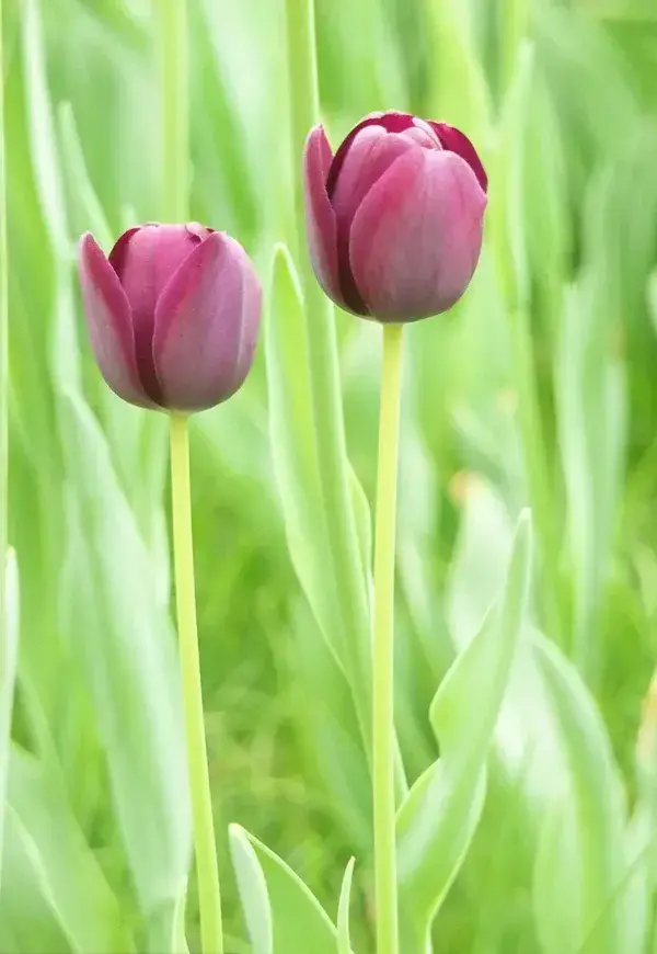 tải ảnh hoa tulip đẹp nhất 4