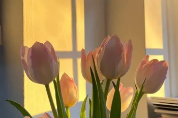 Tuyển chọn 299+ hình nền hoa tulip rực rỡ cho tín đồ yêu hoa