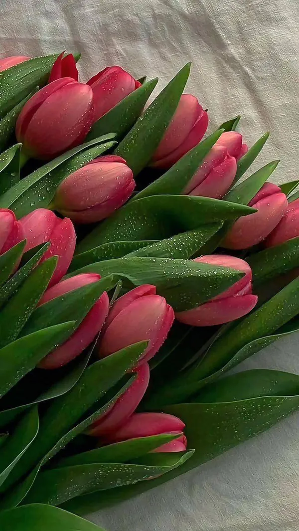 hình nền hoa tulip đẹp 5