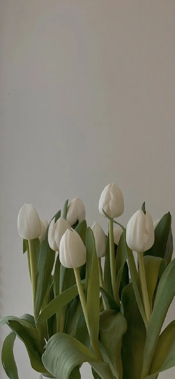 hình nền hoa tulip trắng 4