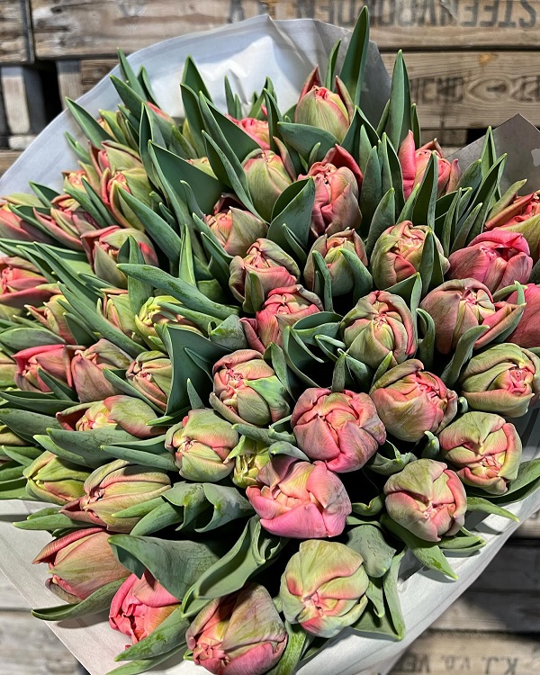 Hình nền máy tính hoa Tulip 12