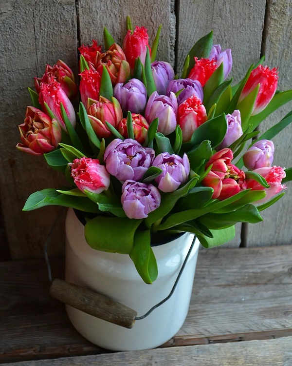 Hình nền máy tính hoa Tulip 13