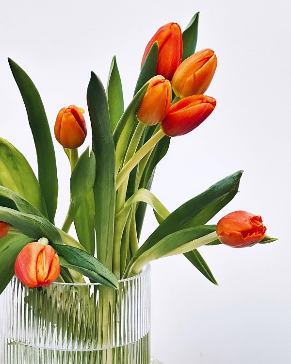 Hình nền máy tính hoa Tulip 15