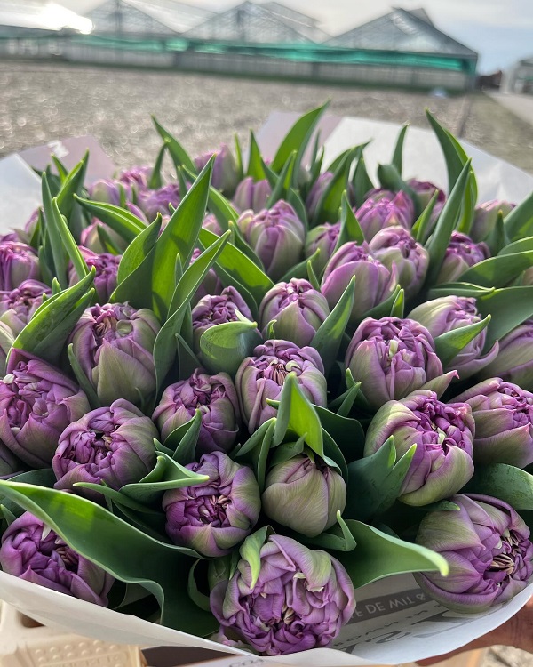 Hình nền máy tính hoa Tulip 19