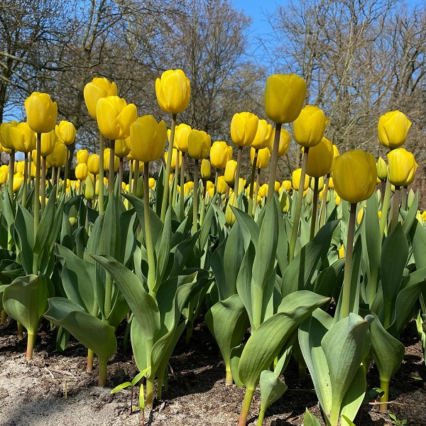 Hình nền máy tính hoa Tulip 2