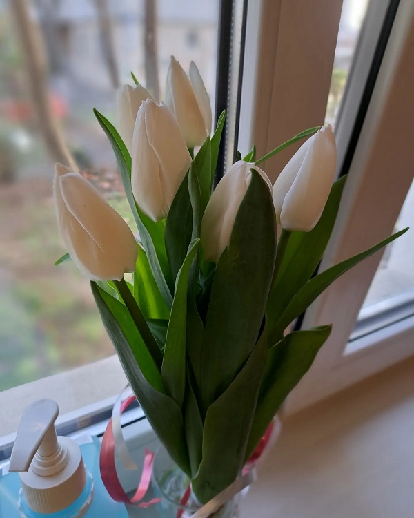 Hình nền máy tính hoa Tulip 22