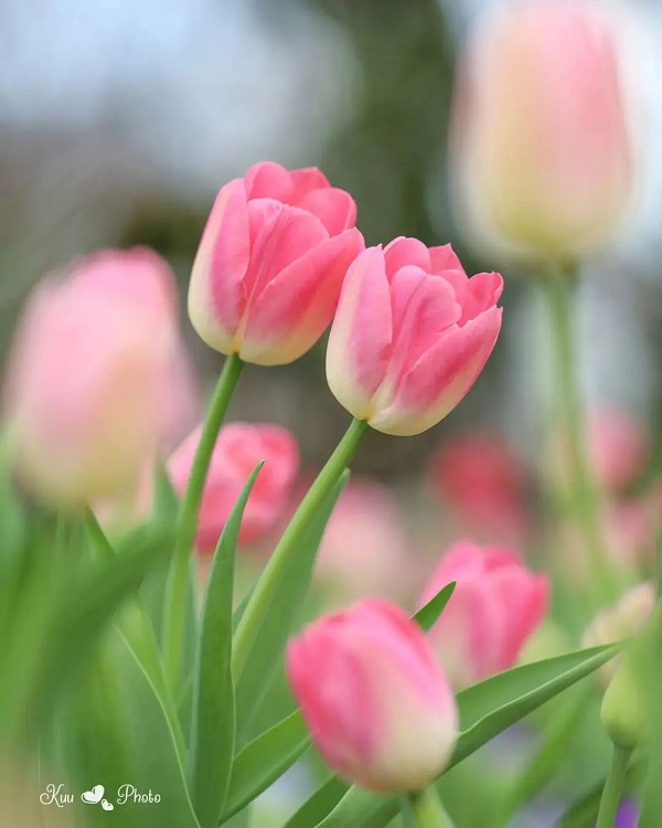 Hình nền máy tính hoa Tulip 25