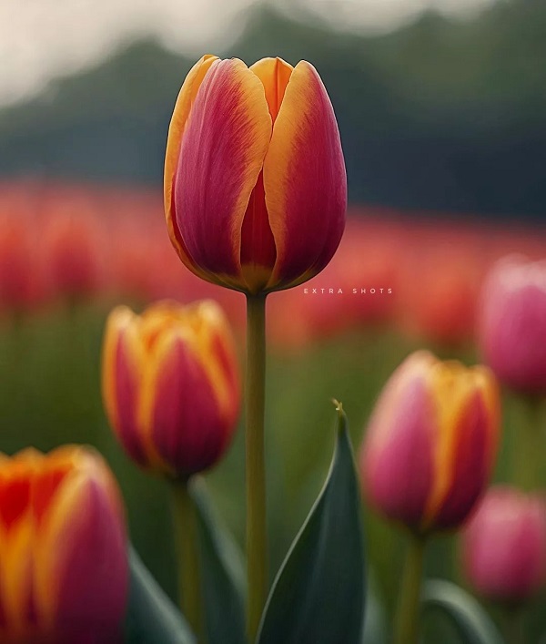 Hình nền máy tính hoa Tulip 32