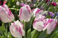 Tuyển chọn 999 hình nền máy tính hoa Tulip tràn đầy sức sống