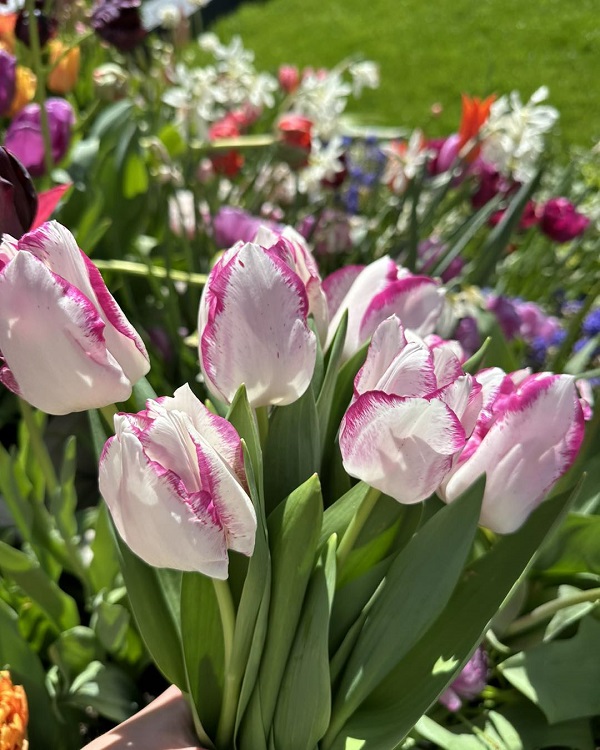 Hình nền máy tính hoa Tulip 4