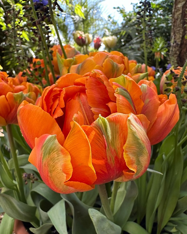 Hình nền máy tính hoa Tulip 5