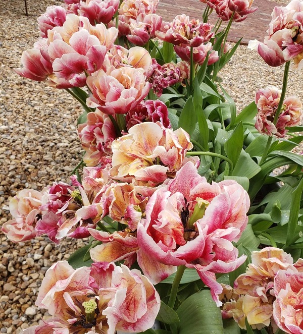 Hình nền máy tính hoa Tulip 9