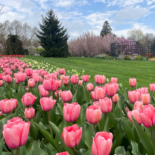 Ý nghĩa của hình nền hoa Tulip 