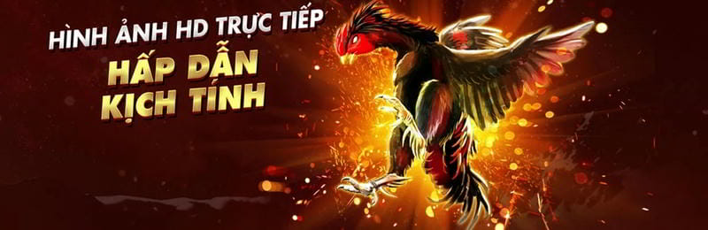 Gà thường xuyên dậm chân trước trận thường có lối đá tấn công dồn dập trên sàn Đá Gà 188loto.